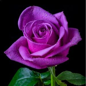 Meet your Posher, Candace